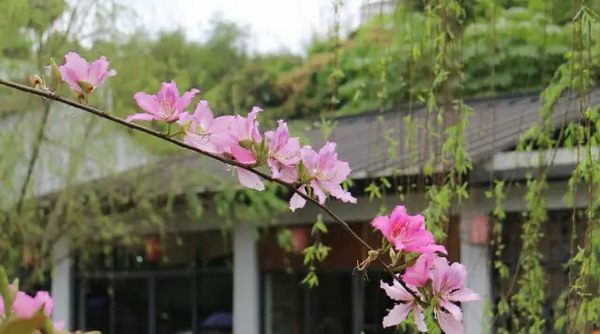 甘坑写生归来丨流淌的春光 美深画室