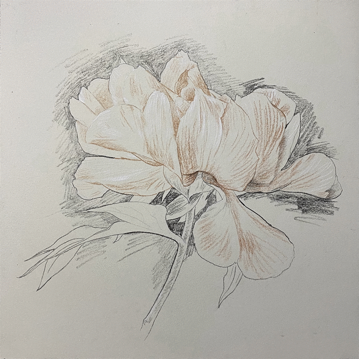 粉画作品